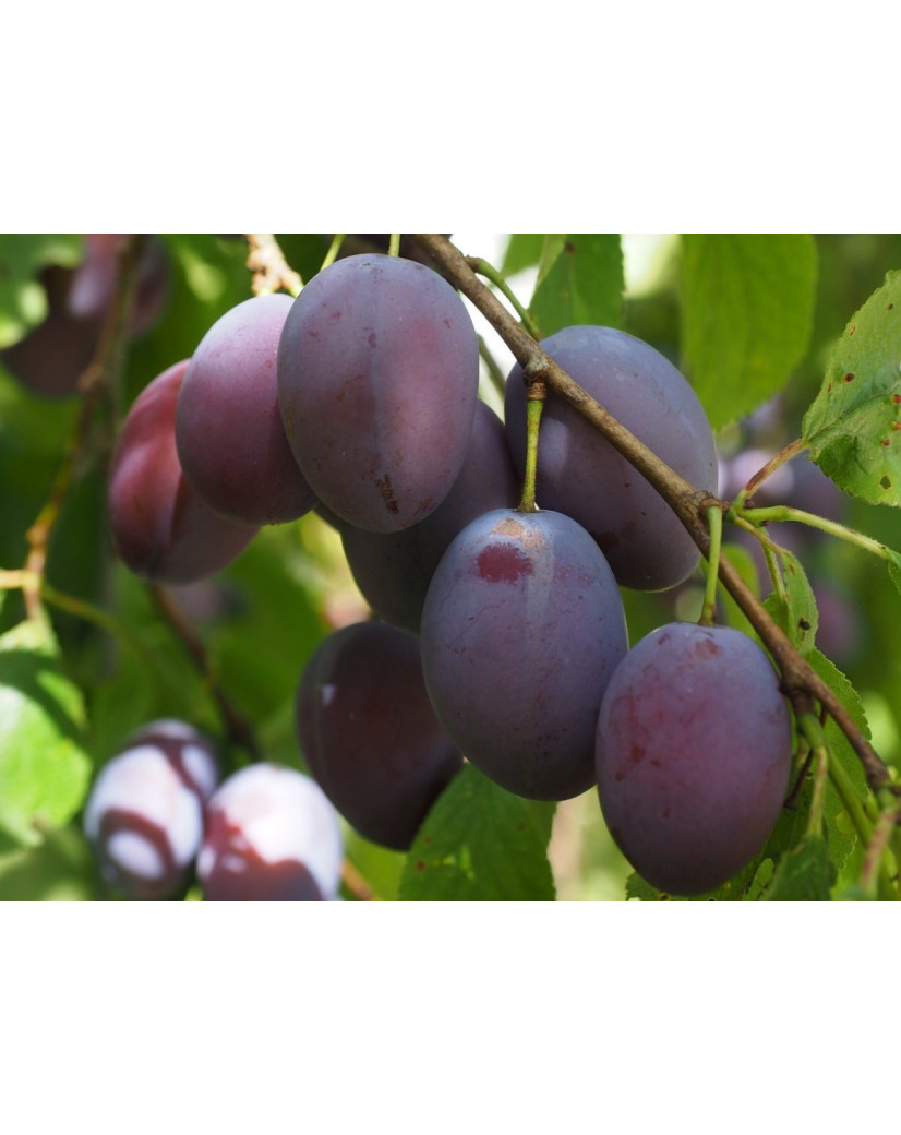 Agen Plum tree - Prunus domestica Agen