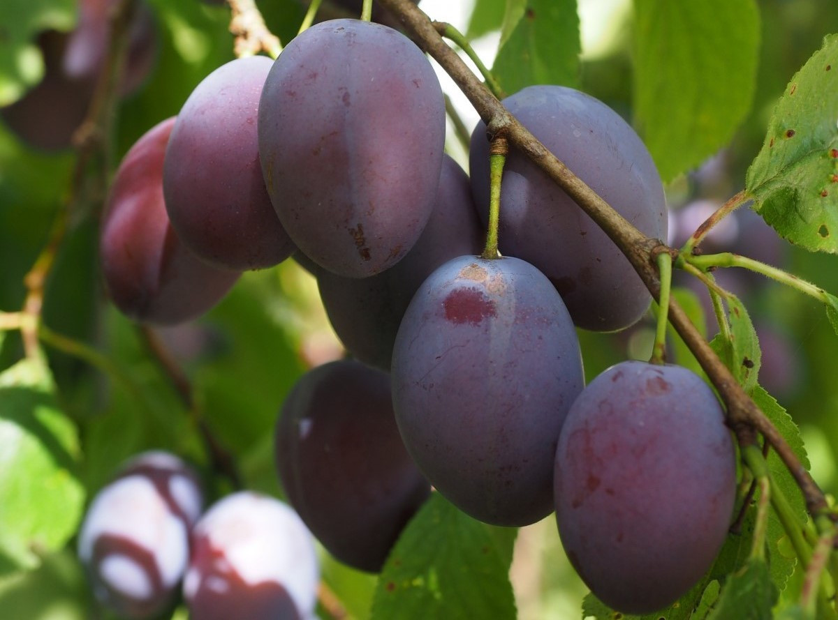 Pflaume von Agen - Prunus domestica Agen
