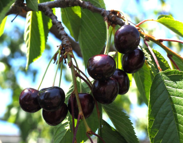 Prunus avium Moreau - Jardins du Monde.be
