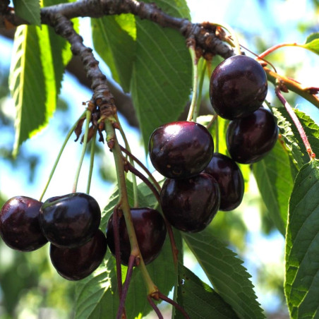 Prunus avium Moreau - Jardins du Monde.be