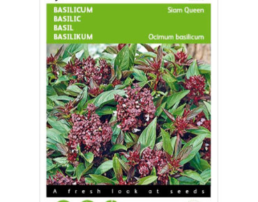 Basilic de Thailande Siam Queen