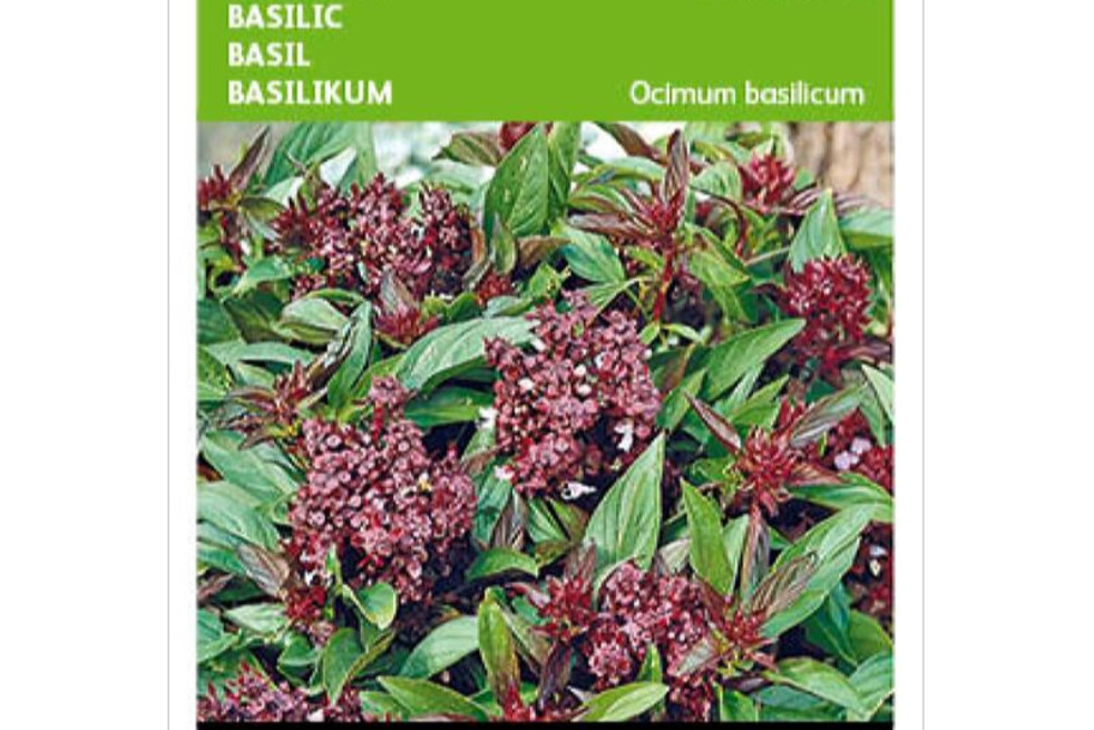 Basilic de Thailande Siam Queen Basilic de Thailande Siam Queen