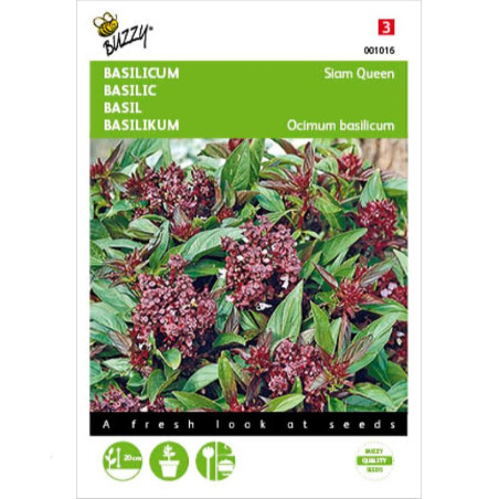 Zaden Thaise basilicum Siam Queen - Ocimum basilicum