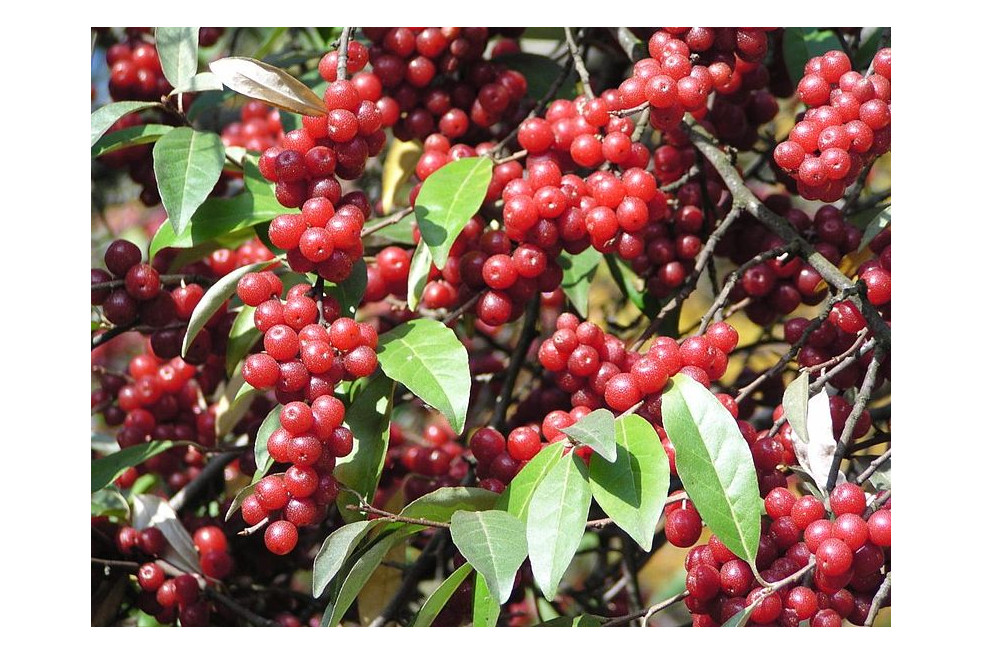 Elaeagnus umbellata Pointilla® Amoroso® Elaeagnus umbellata Pointilla® Amoroso®