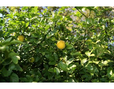 Poncirus trifoliata Kryder - Jardins du Monde.be