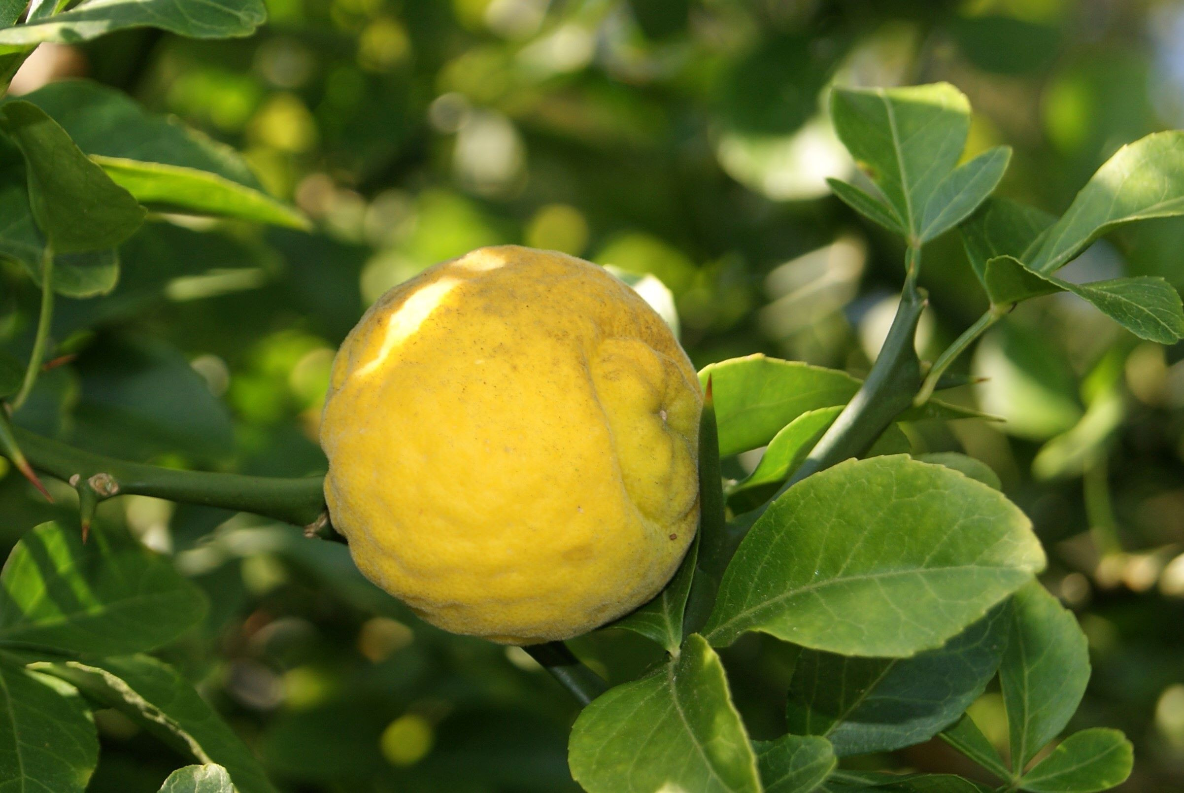 Citronnier du nord Kryder - Poncirus trifoliata Kryder