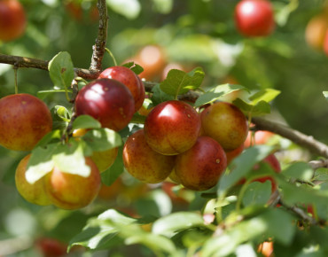 Prunus domestica Reine Claude Crottée