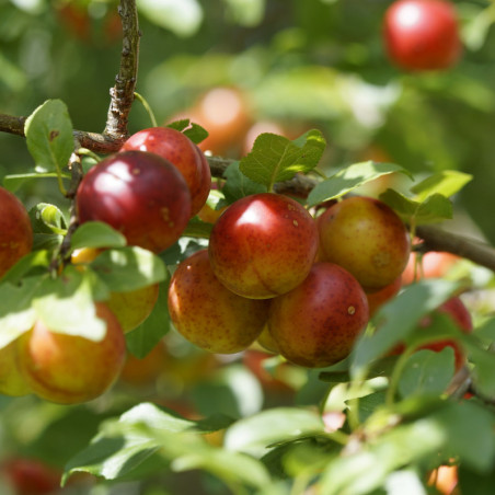 Prunus domestica Reine Claude Crottée