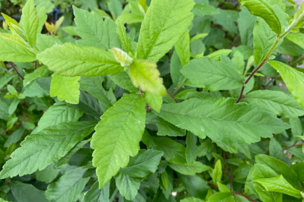 Crataegomespilus Dardarii - Jardins du Monde.be