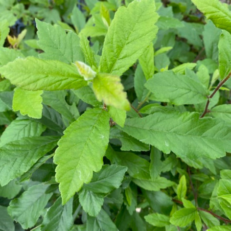 Crataegomespilus Dardarii - Jardins du Monde.be