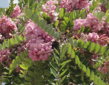 Robinia Margaretta Georgia da Torino®