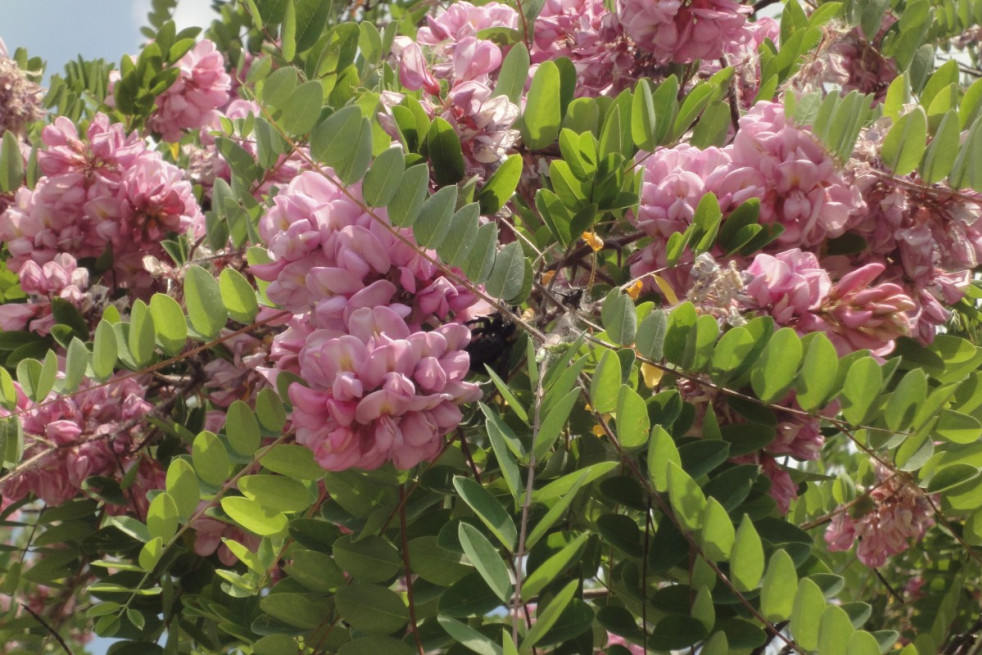 Robinia Margaretta Georgia da Torino® Robinia Margaretta Georgia da Torino®