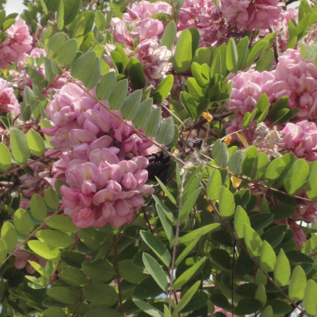 Robinia Margaretta Georgia da Torino®