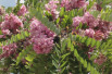 Robinia Margaretta Georgia da Torino® Robinia Margaretta Georgia da Torino®