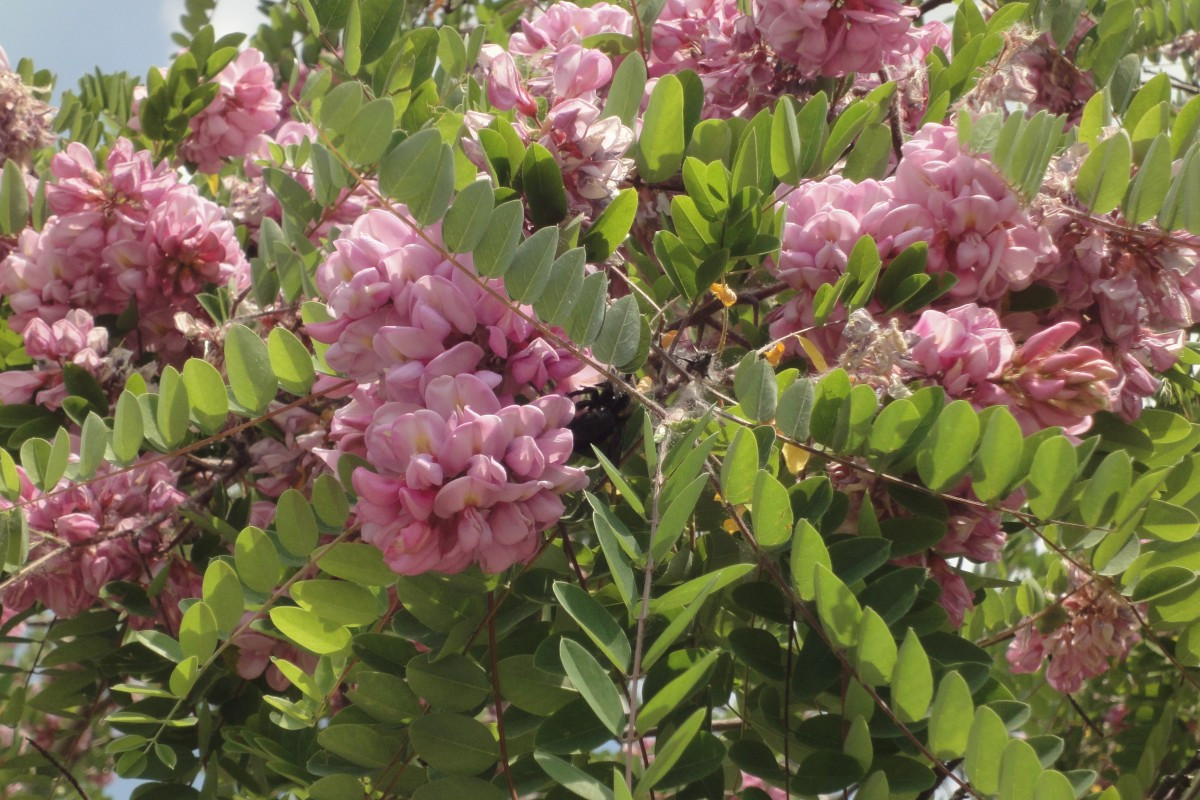 Robinia met roze bloemen