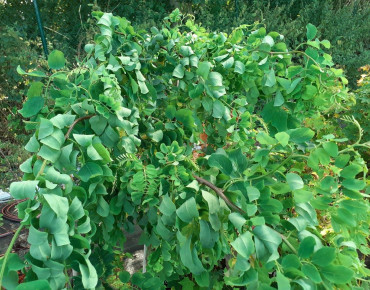 Robinia pseudoacacia Tortuosa - Jardins du Monde.be