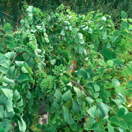 Robinia pseudoacacia Tortuosa - Jardins du Monde.be
