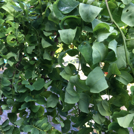 Robinia pseudoacacia Tortuosa - Jardins du Monde.be