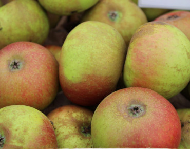 Malus domestica Reinette de France - Jardins du Monde.be