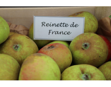Malus domestica Reinette de France - Jardins du Monde.be