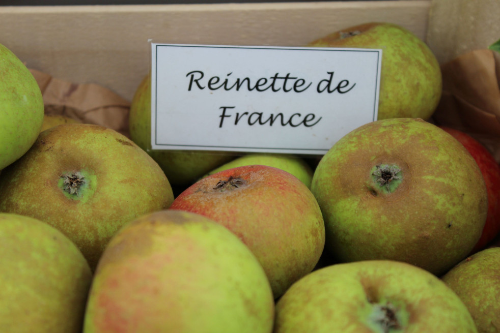 Malus domestica Reinette de France - Jardins du Monde.be Malus domestica Reinette de France - Jardins du Monde.be