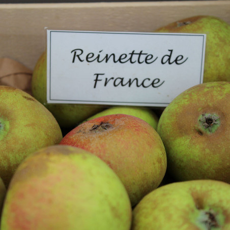 Malus domestica Reinette de France - Jardins du Monde.be