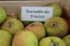 Malus domestica Reinette de France - Jardins du Monde.be