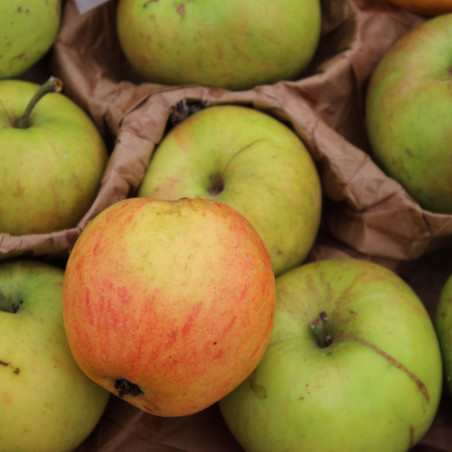 Malus domestica Reinette des Capucins - Jardins du Monde.be