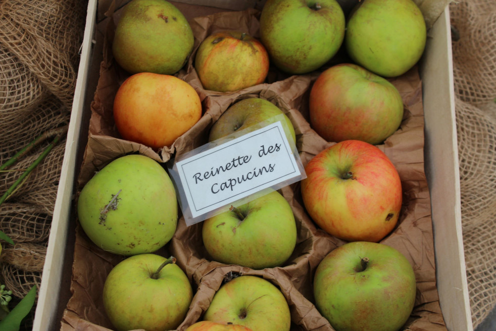 Malus domestica Reinette des Capucins - Jardins du Monde.be Malus domestica Reinette des Capucins - Jardins du Monde.be