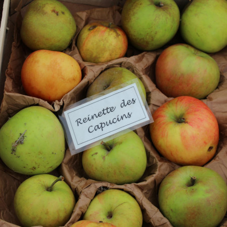Malus domestica Reinette des Capucins - Jardins du Monde.be