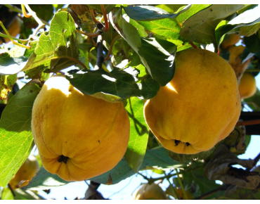 Cydonia oblonga Du Portugal - Jardins du Monde.be