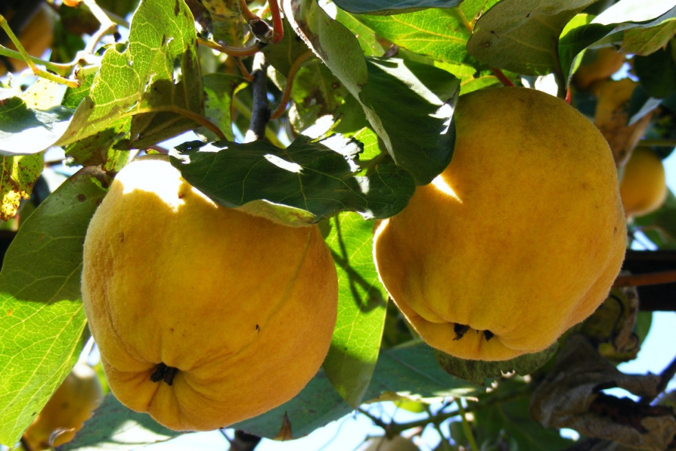 Cydonia oblonga Du Portugal - Jardins du Monde.be Cydonia oblonga Du Portugal - Jardins du Monde.be