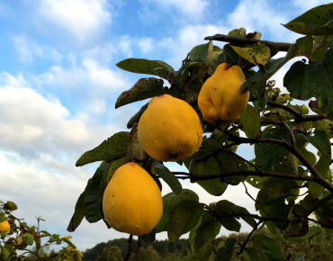 Cydonia oblonga Du Portugal - Jardins du Monde.be