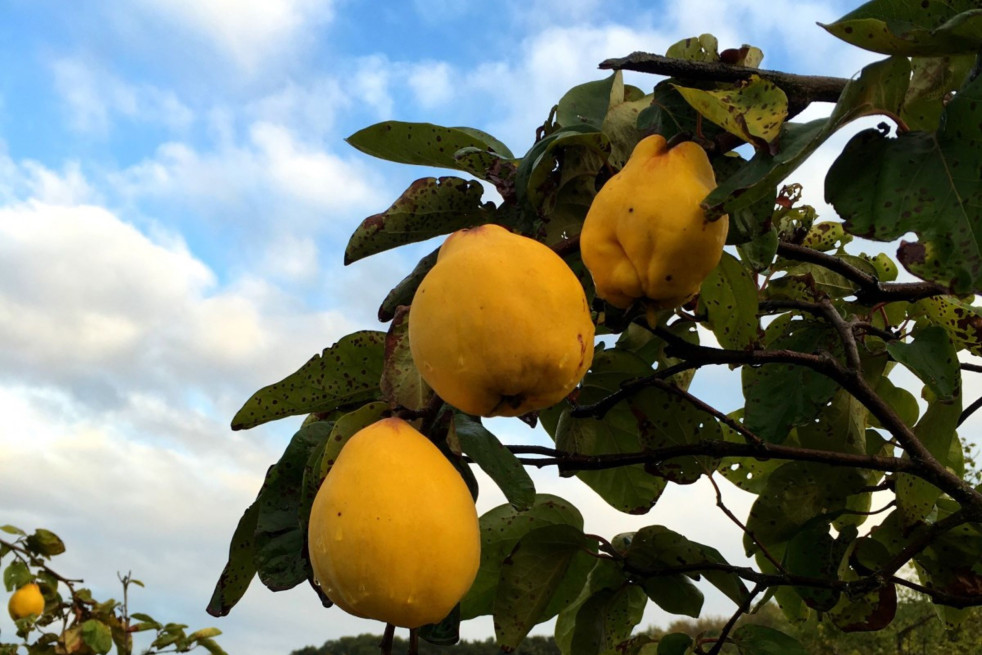 Cydonia oblonga Du Portugal - Jardins du Monde.be Cydonia oblonga Du Portugal - Jardins du Monde.be