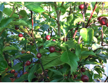 Malus Liset - Jardins du Monde.be