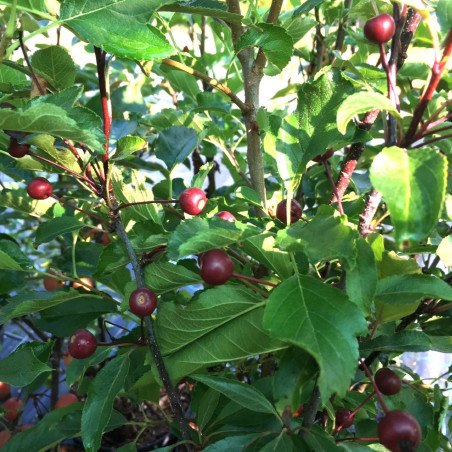 Malus Liset - Jardins du Monde.be