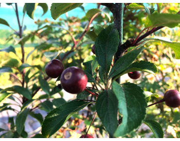 Malus Liset - Jardins du Monde.be