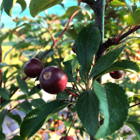 Malus Liset - Jardins du Monde.be
