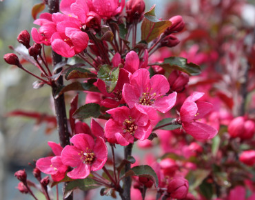 Malus Liset - Jardins du Monde.be