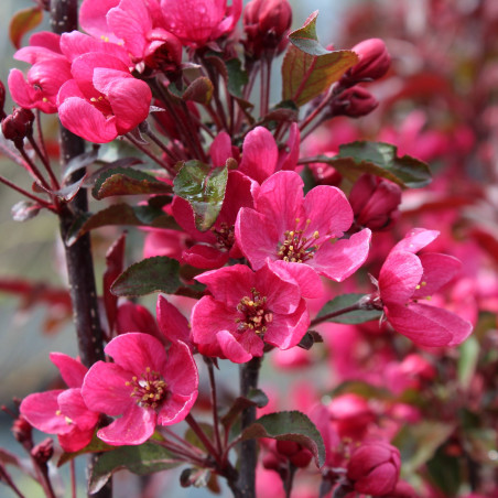 Malus Liset - Jardins du Monde.be