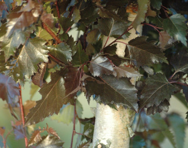 Royal Frost purple birch
