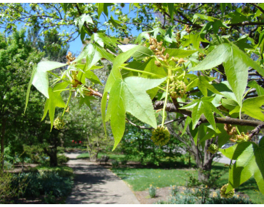 Liquidambar styraciflua Lane Roberts - Dan Keck from Ohio, CC0, via Wikimedia Commons