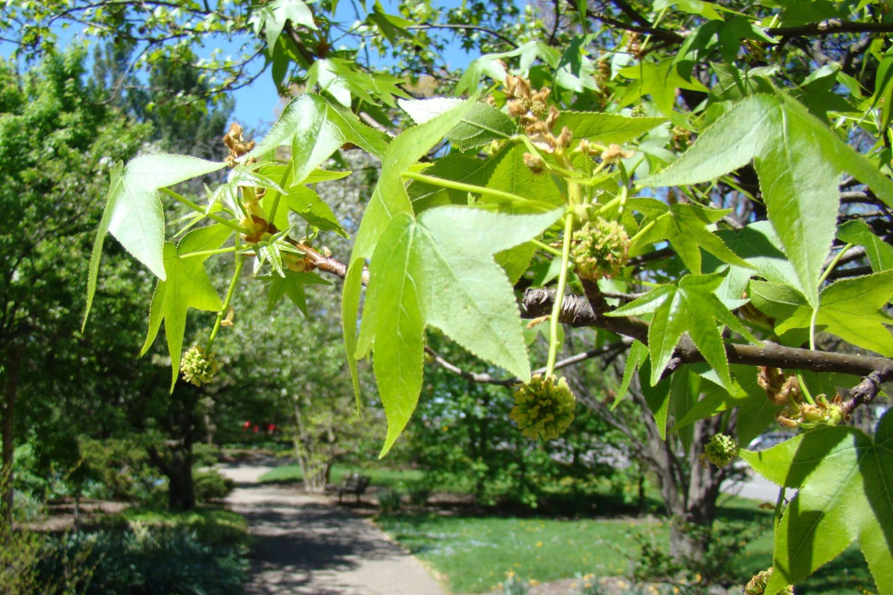 Liquidambar styraciflua Lane Roberts - Dan Keck from Ohio, CC0, via Wikimedia Commons Liquidambar styraciflua Lane Roberts - Dan Keck from Ohio, CC0, via Wikimedia Commons