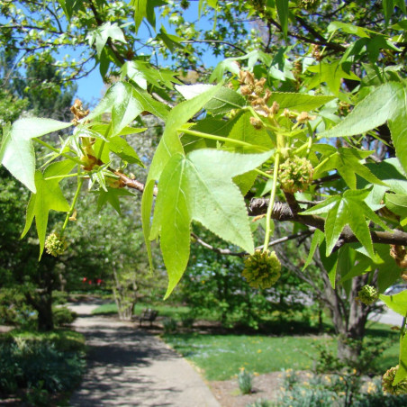 Liquidambar styraciflua Lane Roberts - Dan Keck from Ohio, CC0, via Wikimedia Commons