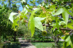 Liquidambar styraciflua Lane Roberts - Dan Keck from Ohio, CC0, via Wikimedia Commons Liquidambar styraciflua Lane Roberts - Dan Keck from Ohio, CC0, via Wikimedia Commons