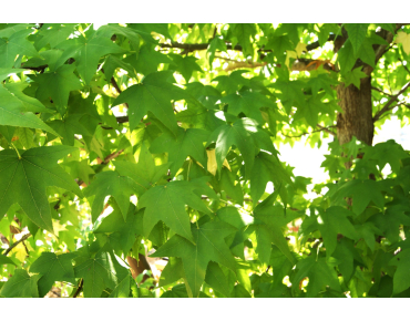 Liquidambar styraciflua Lane Roberts - Jardins du Monde.be