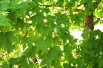 Liquidambar styraciflua Lane Roberts - Jardins du Monde.be Liquidambar styraciflua Lane Roberts - Jardins du Monde.be