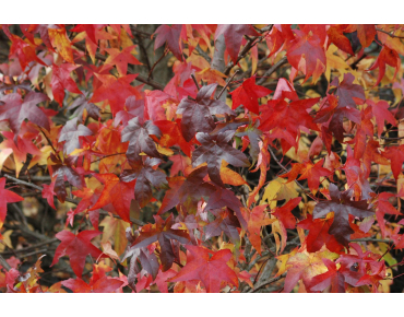 Liquidambar styraciflua Lane Roberts - Jardins du Monde.be