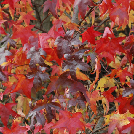 Liquidambar styraciflua Lane Roberts - Jardins du Monde.be