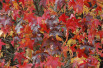 Liquidambar styraciflua Lane Roberts - Jardins du Monde.be Liquidambar styraciflua Lane Roberts - Jardins du Monde.be